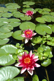 Jardins Aquadesign