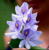 Hyacinthe