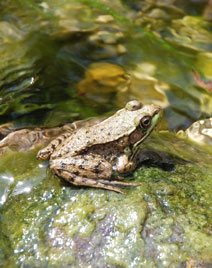 Grenouille1