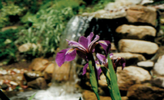 Iris jardin d'eau