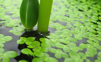 N&eacute;nuphar jardin d'eau