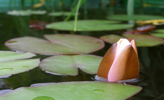 N&eacute;nuphar jardin d'eau