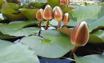N&eacute;nuphar jardin d'eau
