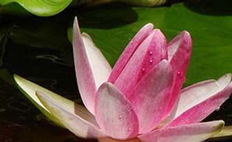 N&eacute;nuphar jardin d'eau