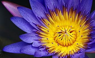 N&eacute;nuphar tropical