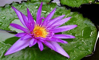 N&eacute;nuphar jardin d'eau