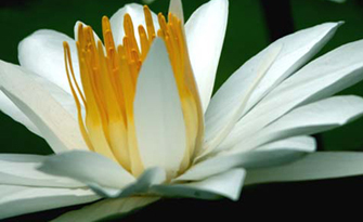 N&eacute;nuphar jardin d'eau