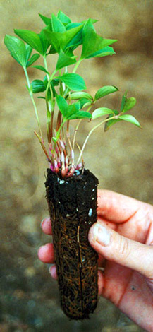Plantule