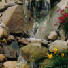 jardin d'eau