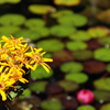 jardin d'eau