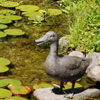 jardin d'eau