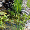 jardin d'eau